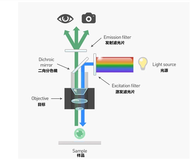 熒光顯微鏡光學系統工作原理