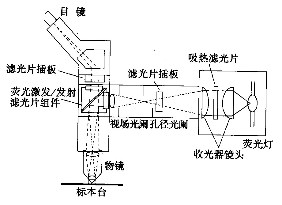 熒光顯微鏡光學系統